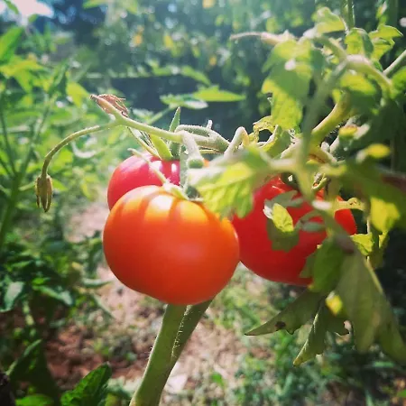 Silvana & Renata Lumbarda