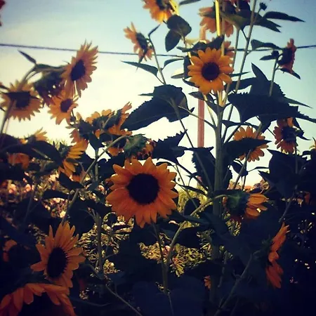 Apartman Silvana & Renata Lumbarda